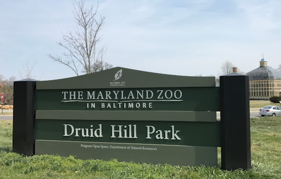Baltimore's Maryland Zoo Excitedly Anticipates Public Debut of New Female Giraffe