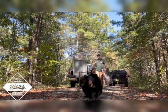 Bear Cub Rescued from Asheville Selfie Incident Thrives After Release into Wild
