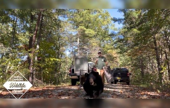 Bear Cub Rescued from Asheville Selfie Incident Thrives After Release into Wild