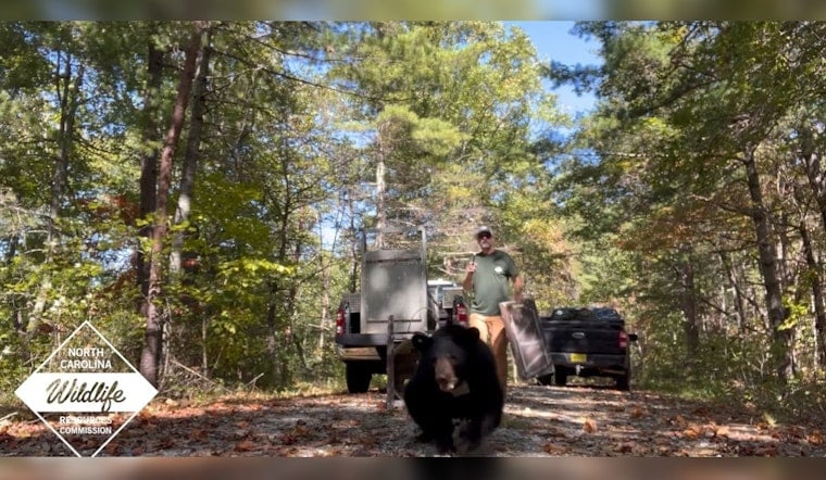 Bear Cub Rescued from Asheville Selfie Incident Thrives After Release into Wild