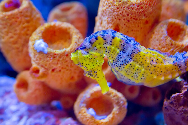 Birch Aquarium's Innovative "Seahorse Hotel" Aims to Restore Habitats for Endangered White's Seahorses