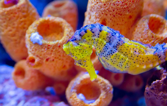 Birch Aquarium's Innovative "Seahorse Hotel" Aims to Restore Habitats for Endangered White's Seahorses