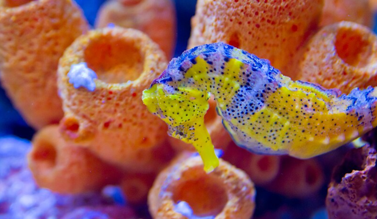 Birch Aquarium's Innovative "Seahorse Hotel" Aims to Restore Habitats for Endangered White's Seahorses