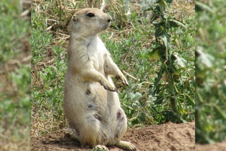 Boulder County Invites Public Input on Prairie Dog Management at Upcoming Meeting in Longmont