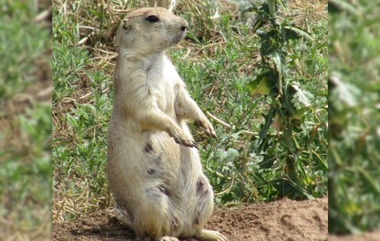 Boulder County Invites Public Input on Prairie Dog Management at Upcoming Meeting in Longmont