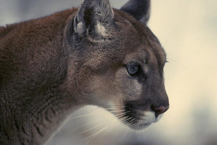 Boulder Residents Urged to Stay Vigilant as Mountain Lion Activity Increases With Winter Season
