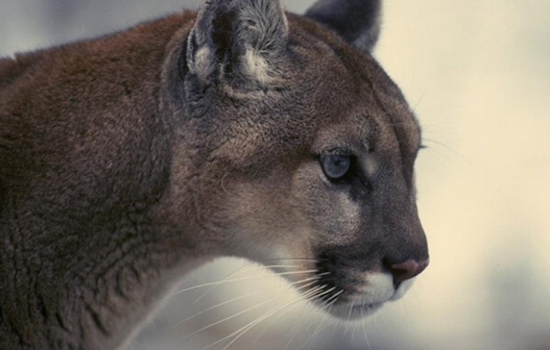 Boulder Residents Urged to Stay Vigilant as Mountain Lion Activity Increases With Winter Season