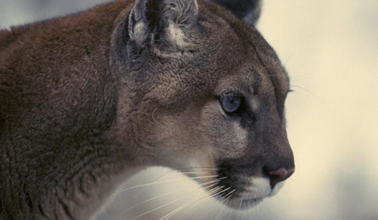 Boulder Residents Urged to Stay Vigilant as Mountain Lion Activity Increases With Winter Season