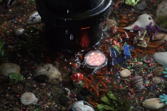 Brooklyn's Bed-Stuy Community Rallies to Reopen Beloved DIY Aquarium on Hancock Street