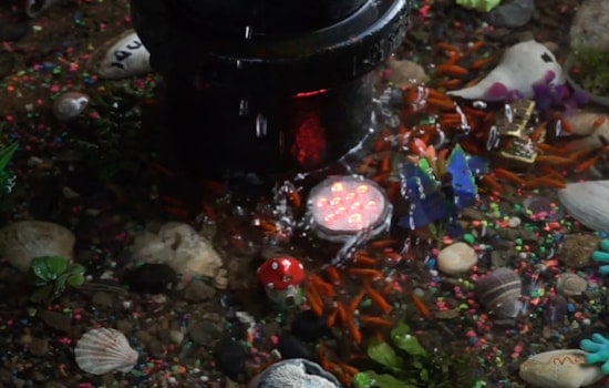 Brooklyn's Bed-Stuy Community Rallies to Reopen Beloved DIY Aquarium on Hancock Street