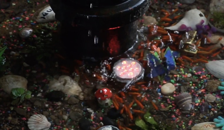 Brooklyn's Bed-Stuy Community Rallies to Reopen Beloved DIY Aquarium on Hancock Street