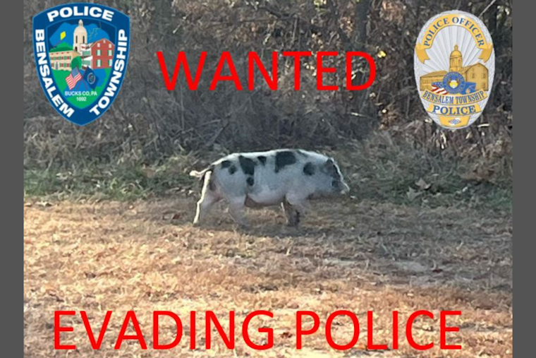 Bucks County Charmed by Elusive 'Slippery Swine': Bensalem Police Lead Whimsical Pursuit