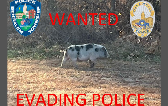 Bucks County Charmed by Elusive 'Slippery Swine': Bensalem Police Lead Whimsical Pursuit