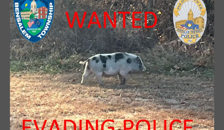 Bucks County Charmed by Elusive 'Slippery Swine': Bensalem Police Lead Whimsical Pursuit