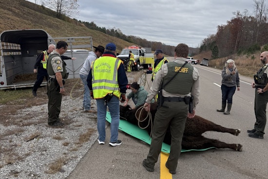 Bull on the Loose: Interstate 840 in Williamson County Temporarily Turns into Pasture Following Cattle Trailer Accident