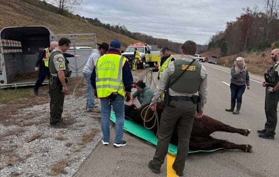 Bull on the Loose: Interstate 840 in Williamson County Temporarily Turns into Pasture Following Cattle Trailer Accident