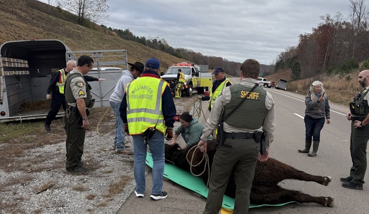 Bull on the Loose: Interstate 840 in Williamson County Temporarily Turns into Pasture Following Cattle Trailer Accident