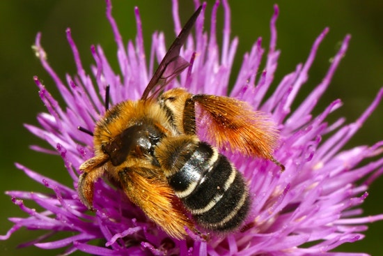 Burnsville Steps Up for Bees: Local Workshop Teaches Pollinator-Friendly Practices