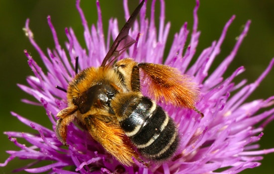 Burnsville Steps Up for Bees: Local Workshop Teaches Pollinator-Friendly Practices