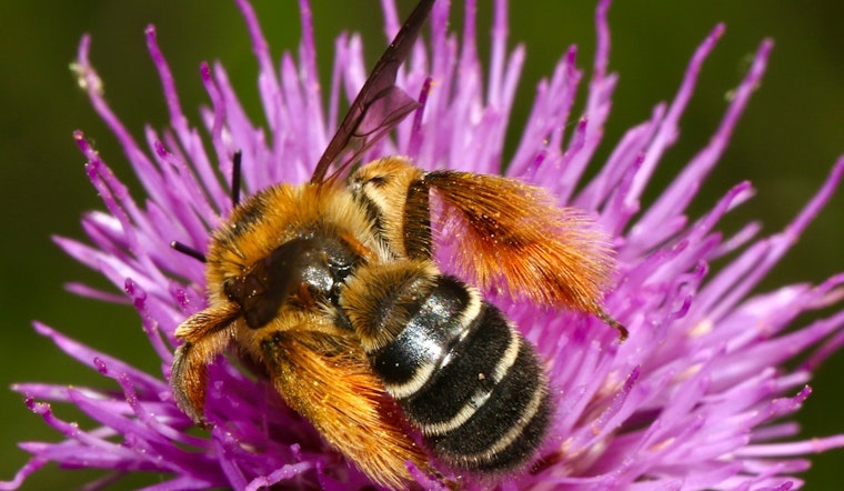 Burnsville Steps Up for Bees: Local Workshop Teaches Pollinator-Friendly Practices