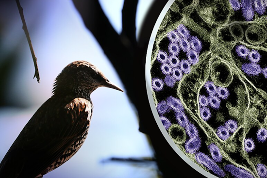 California Child's Bird Flu Scare Highlights Low Infection Risk, Health Officials Find No Outbreak Concerns