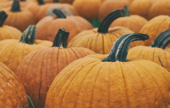 Chanhassen Residents Invited to Donate Pumpkins for Farm Animal Feed Before November 15 Cutoff