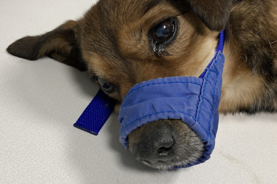 Commerce City Police Seek Suspect Who Threw Dog from Car, Leading to Euthanasia