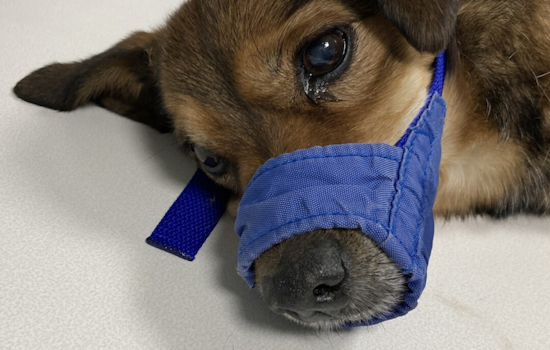 Commerce City Police Seek Suspect Who Threw Dog from Car, Leading to Euthanasia