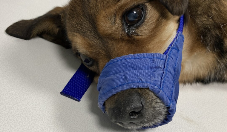 Commerce City Police Seek Suspect Who Threw Dog from Car, Leading to Euthanasia