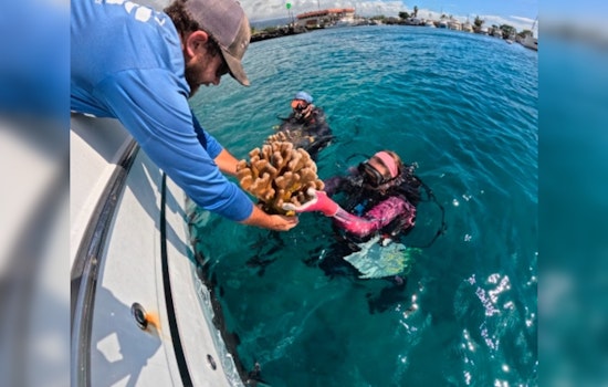 Conservationists and Scientists Collaborate to Relocate Mature Coral Colonies Off Hawaii Island