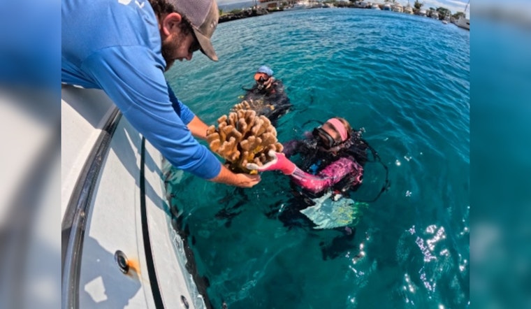 Conservationists and Scientists Collaborate to Relocate Mature Coral Colonies Off Hawaii Island