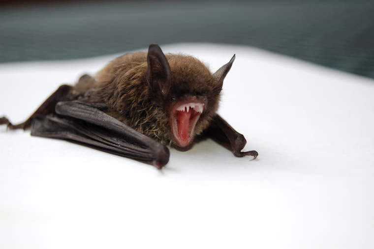 Cook County Harnesses Halloween Theme to Educate on Rabies Prevention and Pet Safety