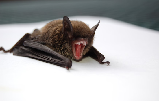 Cook County Harnesses Halloween Theme to Educate on Rabies Prevention and Pet Safety