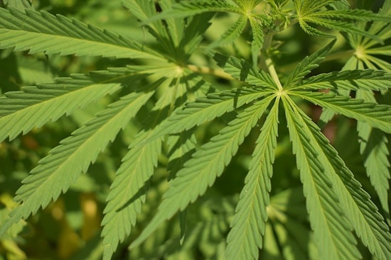 Coon Rapids Residents to Weigh In on Proposed Cannabis Business Zoning Amendment