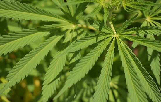 Coon Rapids Residents to Weigh In on Proposed Cannabis Business Zoning Amendment