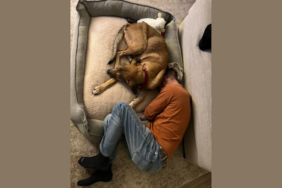 Dallas Animal Services Celebrates Wins and Prepares for Festive Season with Photo Challenges, Volunteer Parties, and Special Adoption Events