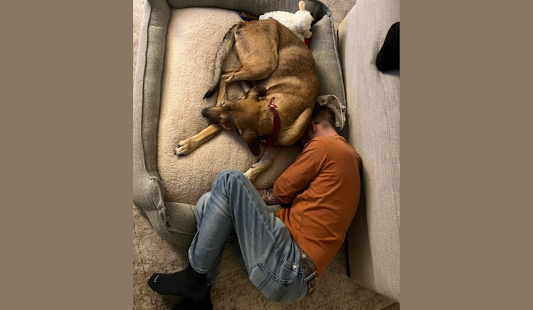 Dallas Animal Services Celebrates Wins and Prepares for Festive Season with Photo Challenges, Volunteer Parties, and Special Adoption Events