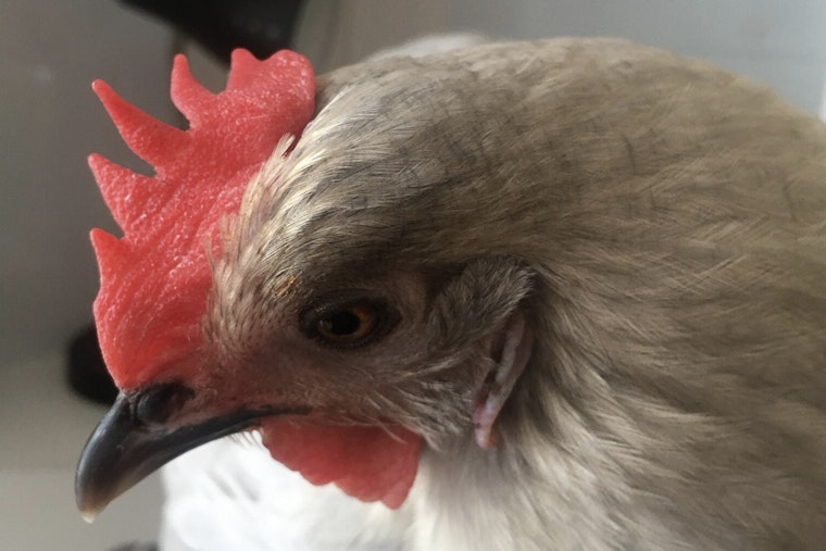 Detroit City Council Approves Urban Farming, Allowing Chickens, Ducks, and Bees on Residential Properties