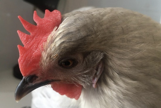 Detroit City Council Approves Urban Farming, Allowing Chickens, Ducks, and Bees on Residential Properties
