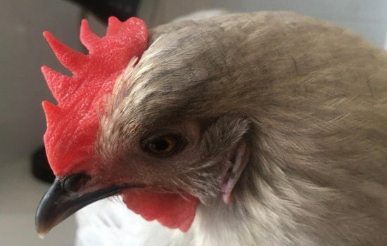 Detroit City Council Approves Urban Farming, Allowing Chickens, Ducks, and Bees on Residential Properties