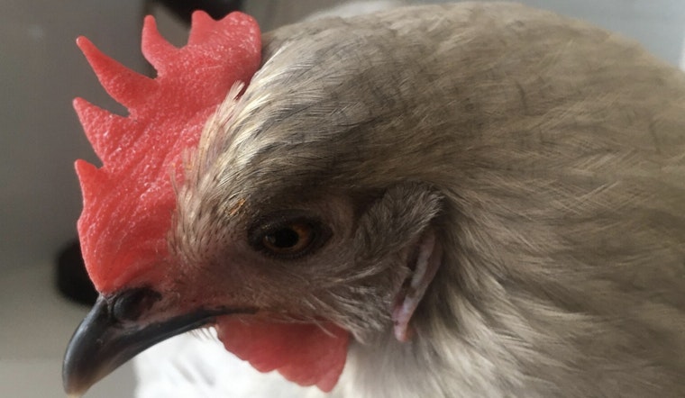 Detroit City Council Approves Urban Farming, Allowing Chickens, Ducks, and Bees on Residential Properties