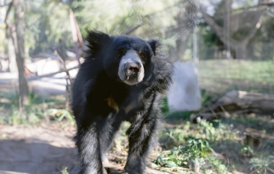 Detroit Zoo Welcomes Jagger, First Sloth Bear in Decades and Launches Matching Donation Campaign for Habitat Enrichment