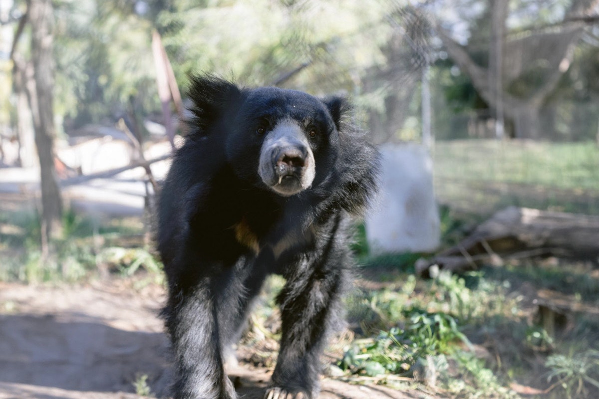 Detroit Zoo Welcomes Jagger, First Sloth Bear in Decades and Launches Matching Donation Campaign for Habitat Enrichment
