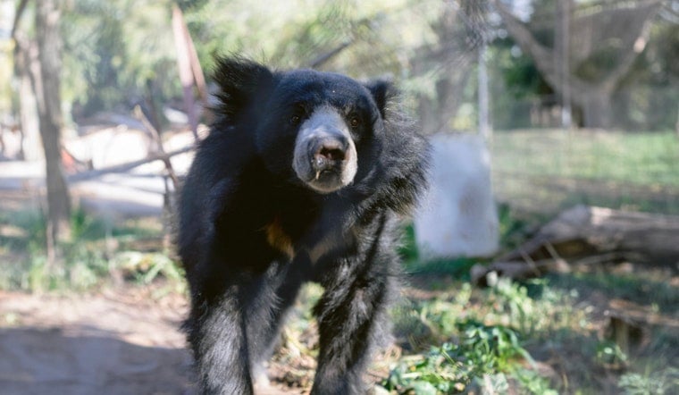 Detroit Zoo Welcomes Jagger, First Sloth Bear in Decades and Launches Matching Donation Campaign for Habitat Enrichment