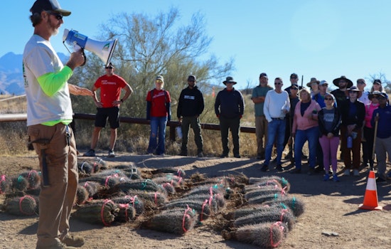 Efforts to Replant Arizona's Saguaro Cacti Surge Forward Four Years After Devastating Bush Fire