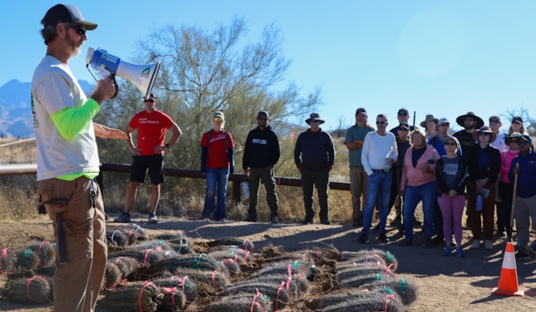 Efforts to Replant Arizona's Saguaro Cacti Surge Forward Four Years After Devastating Bush Fire