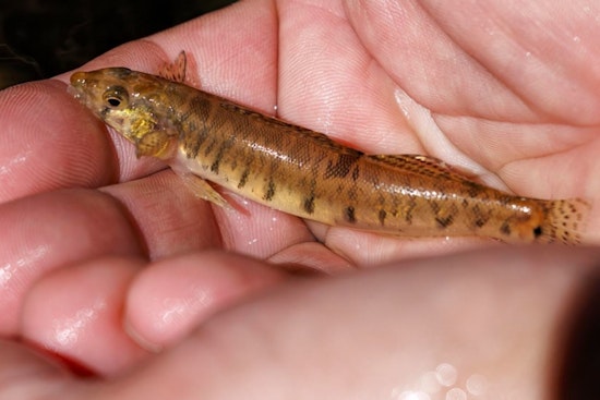 Endangered Roanoke Logperch Returns to North Carolina Rivers in Collaborative Conservation Effort