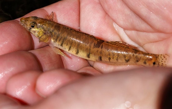 Endangered Roanoke Logperch Returns to North Carolina Rivers in Collaborative Conservation Effort