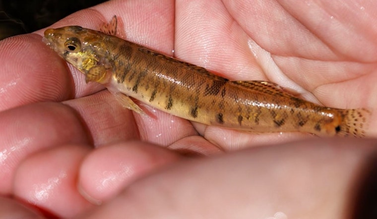 Endangered Roanoke Logperch Returns to North Carolina Rivers in Collaborative Conservation Effort