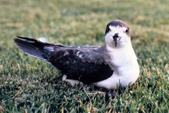 Environmental Advocates Sue Maui County, Hawaiian Electric to Protect Endangered Seabirds from Streetlights